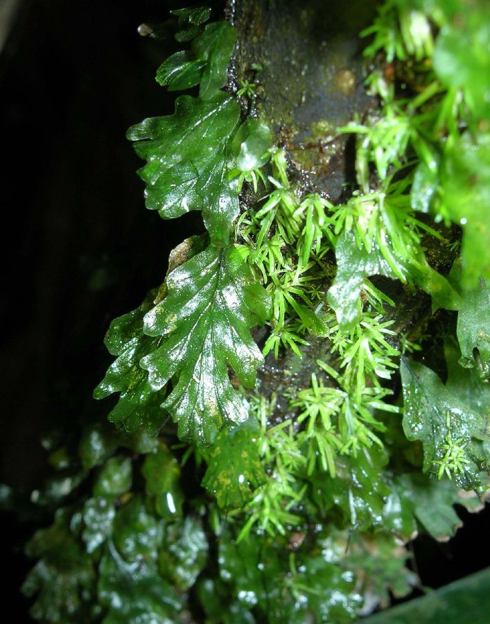 Hymenophyllaceae Didymoglossum ekmanii