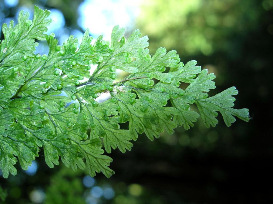 Hymenophyllaceae Hymenophyllum polyanthos