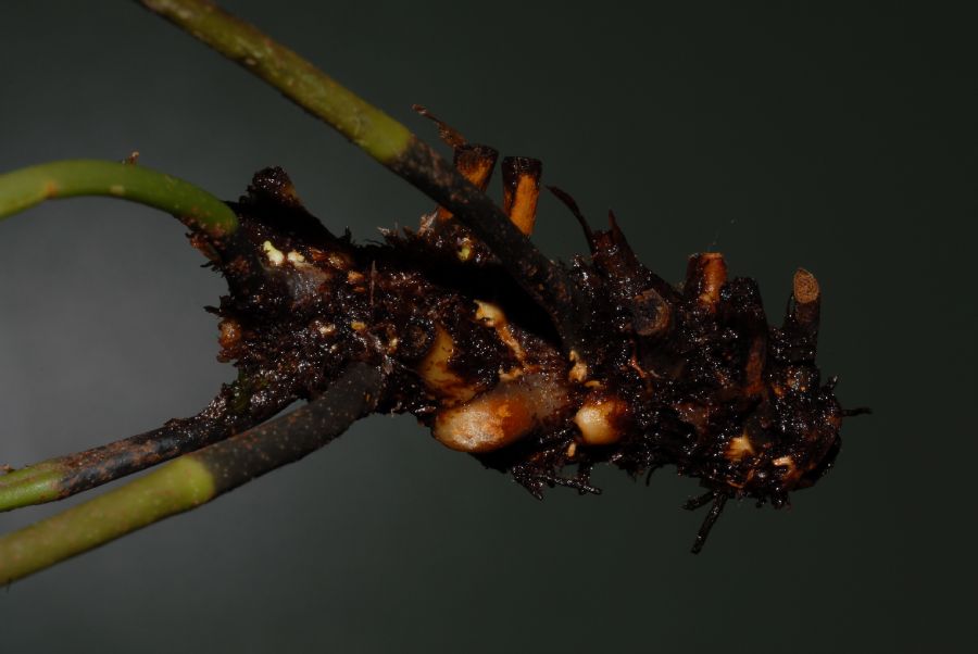 Dryopteridaceae Elaphoglossum latifolium