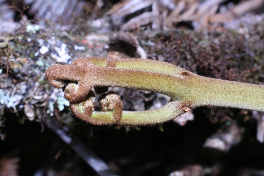 Dennstaedtiaceae Pteridium pseudocaudatum