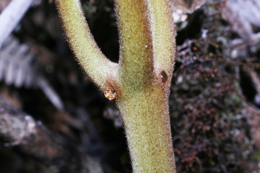 Dennstaedtiaceae Pteridium pseudocaudatum