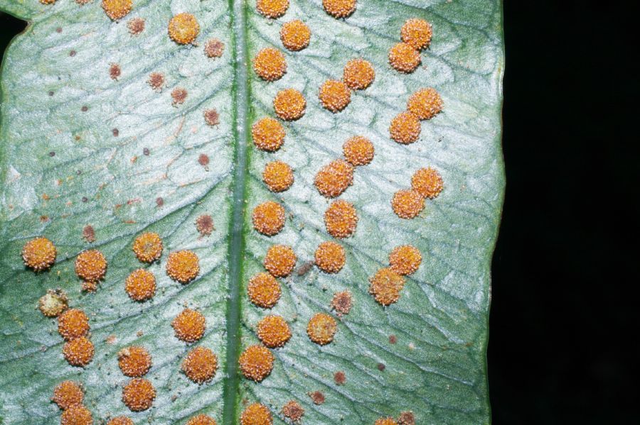 Polypodiaceae Campyloneurum amphostenon