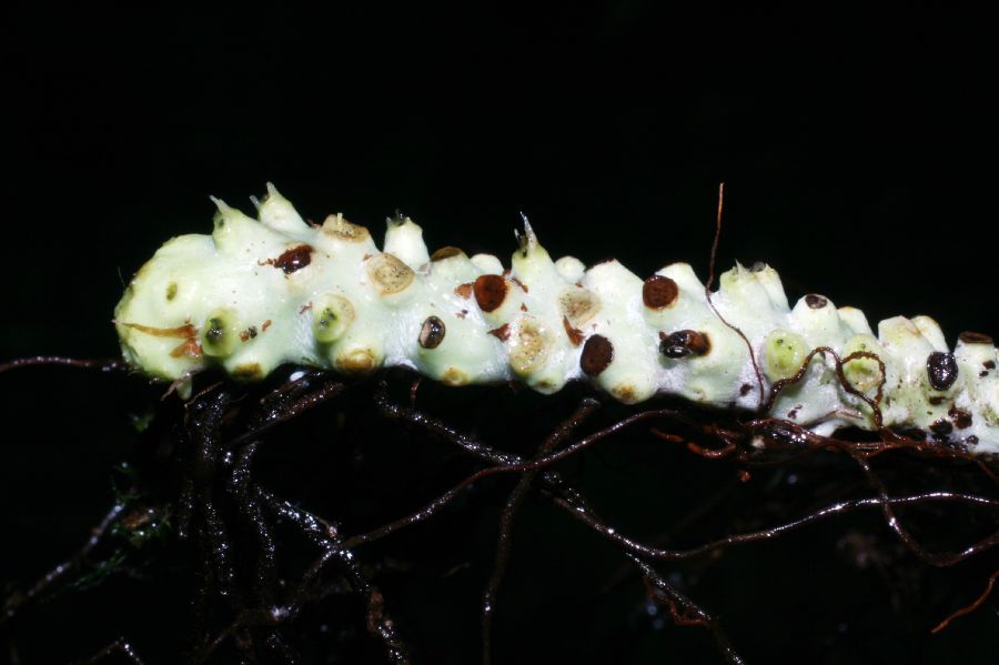 Polypodiaceae Campyloneurum angustifolium