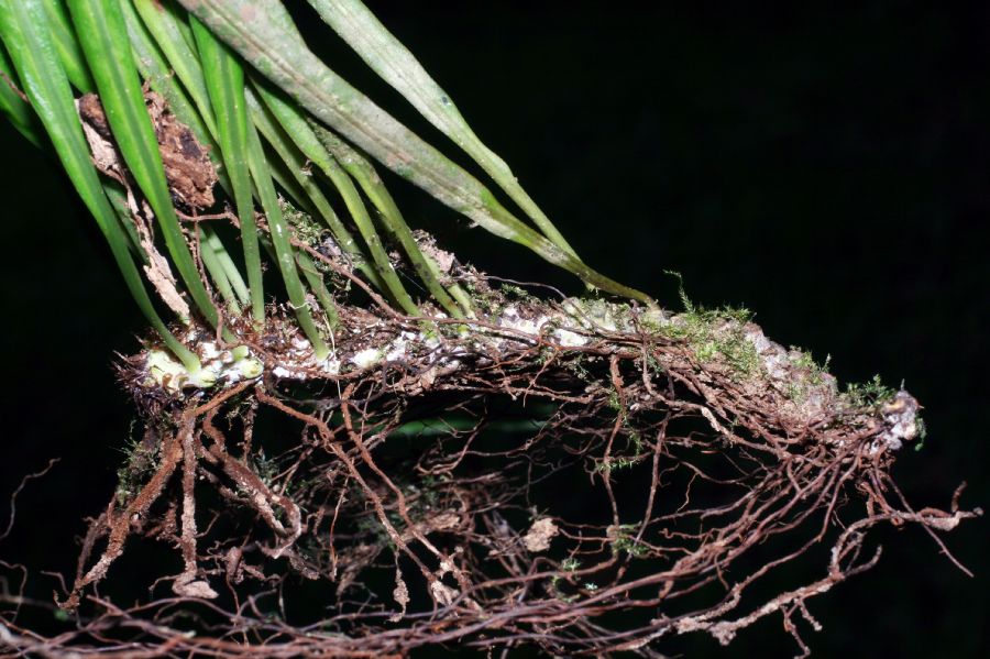 Polypodiaceae Campyloneurum angustifolium