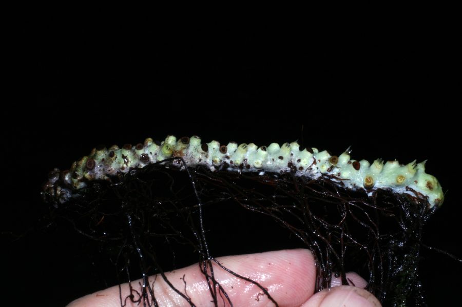 Polypodiaceae Campyloneurum angustifolium
