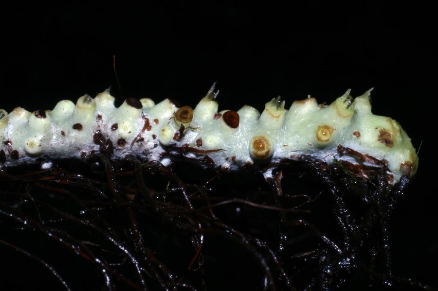Polypodiaceae Campyloneurum angustifolium