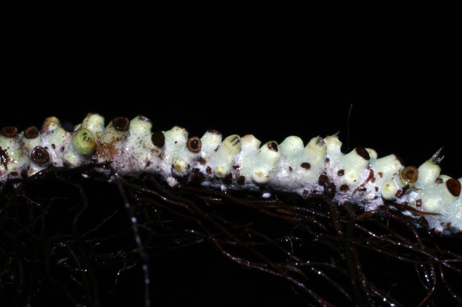 Polypodiaceae Campyloneurum angustifolium