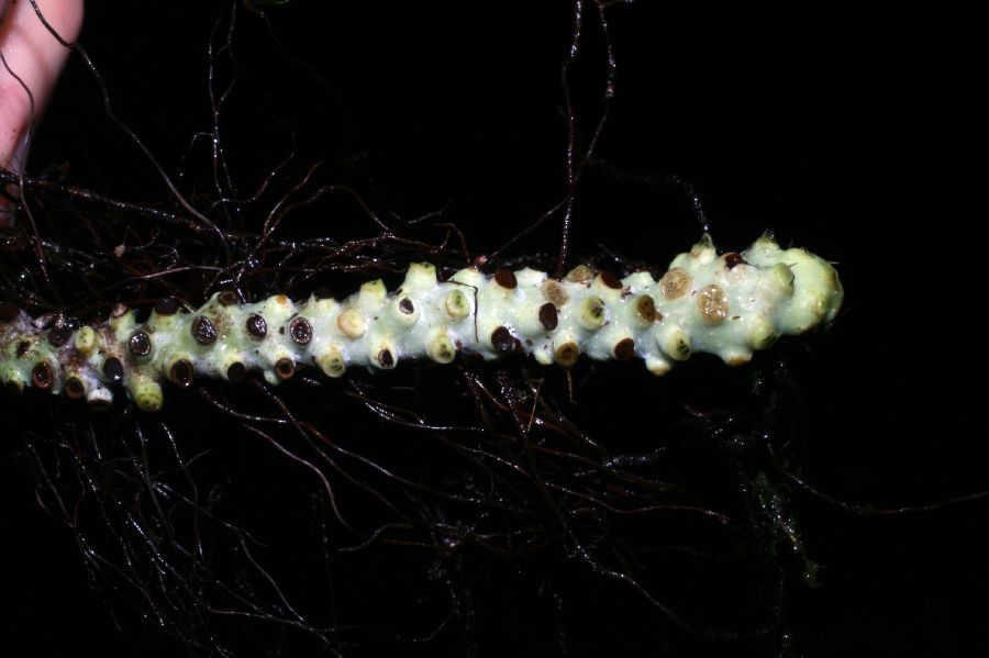 Polypodiaceae Campyloneurum angustifolium