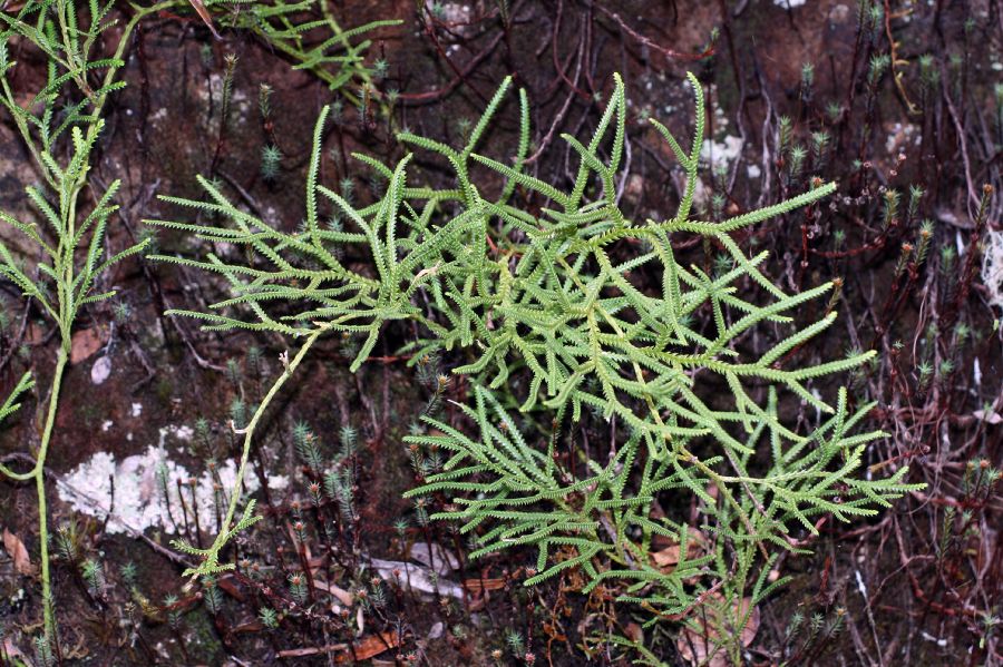 Lycopodiaceae Diphasium jussiaei