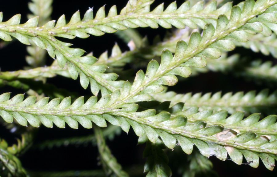 Lycopodiaceae Diphasium jussiaei