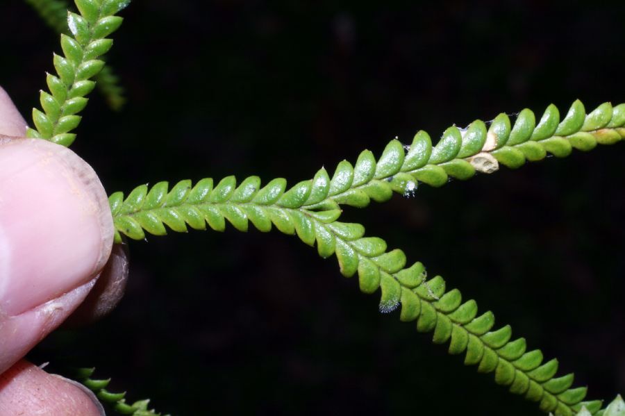 Lycopodiaceae Diphasium jussiaei