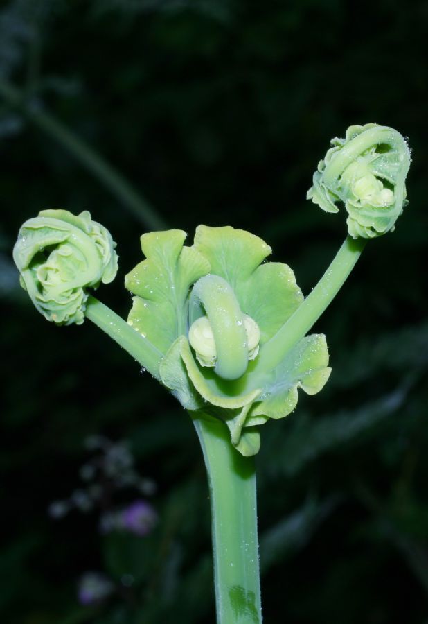 Dennstaedtiaceae Histiopteris incisa