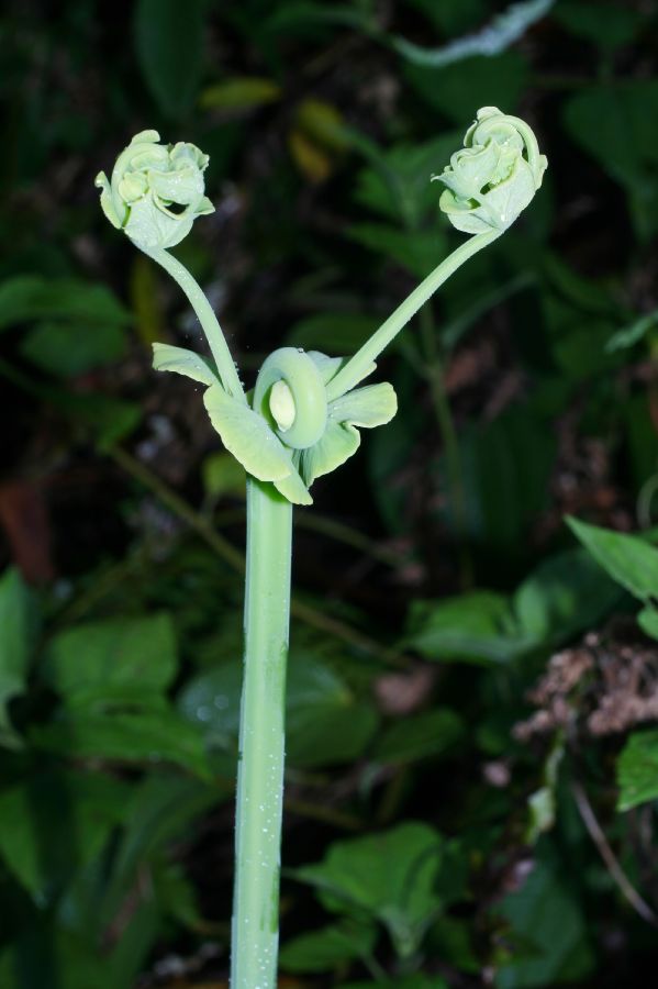 Dennstaedtiaceae Histiopteris incisa