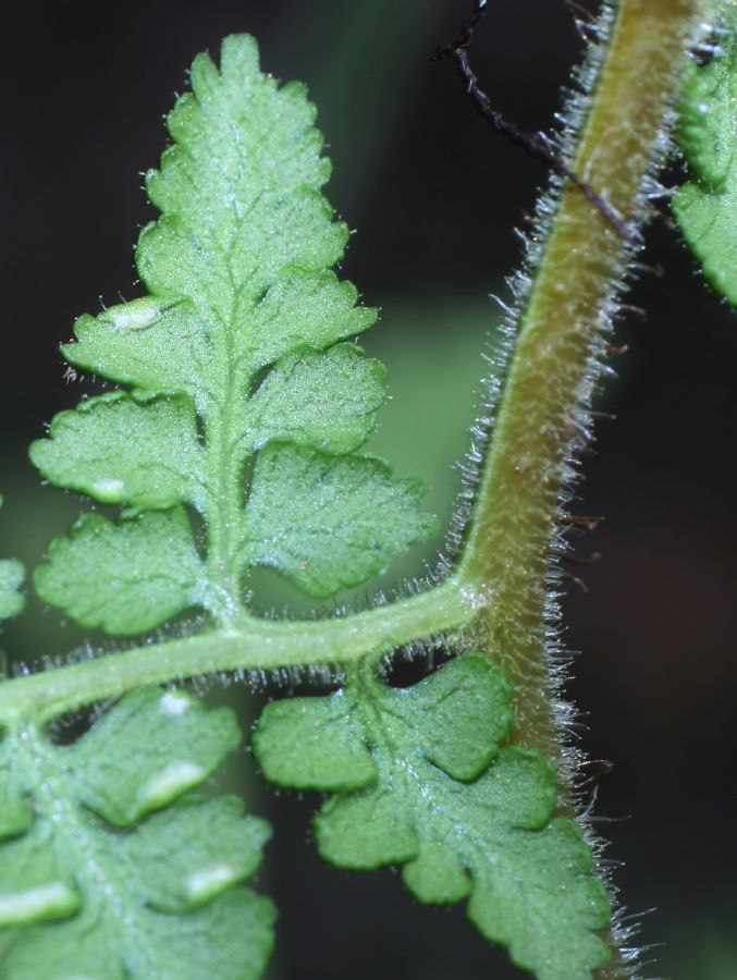 Dennstaedtiaceae Paesia glandulosa