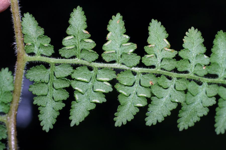 Dennstaedtiaceae Paesia glandulosa