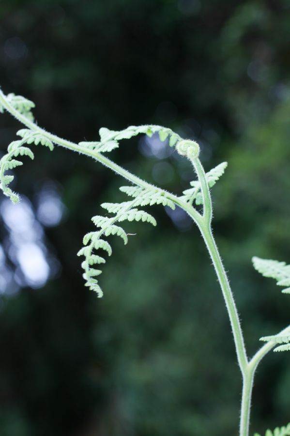 Dennstaedtiaceae Paesia glandulosa