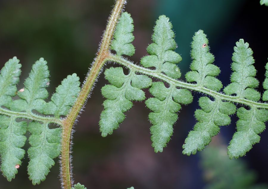 Dennstaedtiaceae Paesia glandulosa