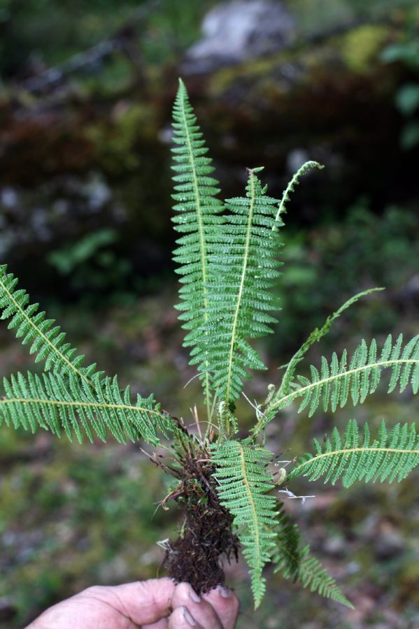 Thelypteridaceae Amauropelta 