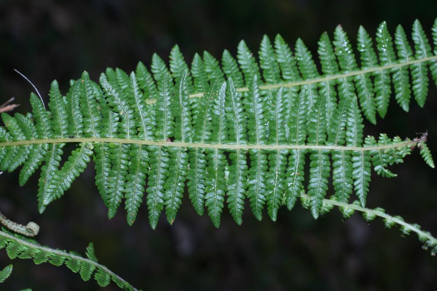 Thelypteridaceae Amauropelta 