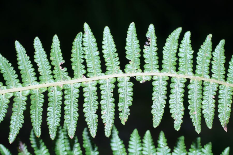 Thelypteridaceae Amauropelta 