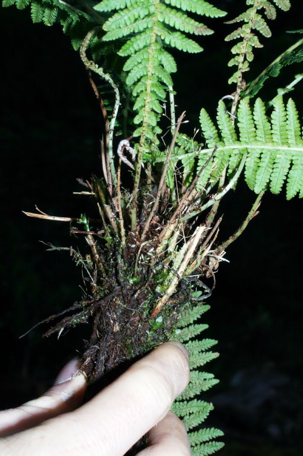 Thelypteridaceae Amauropelta 