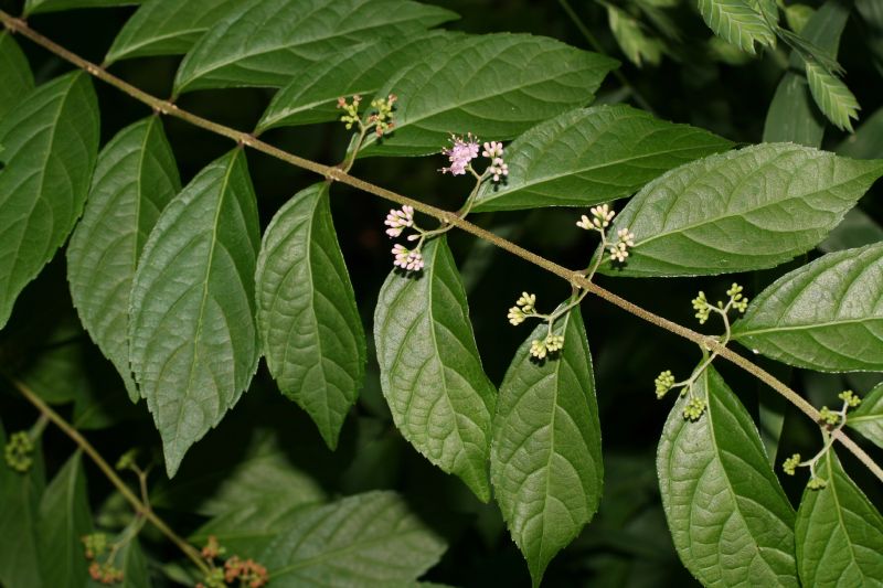 Lamiaceae Callicarpa dichotoma