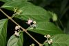 image of Callicarpa dichotoma