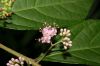 image of Callicarpa dichotoma