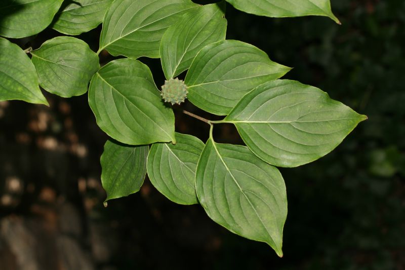 Cornaceae Cornus kousa