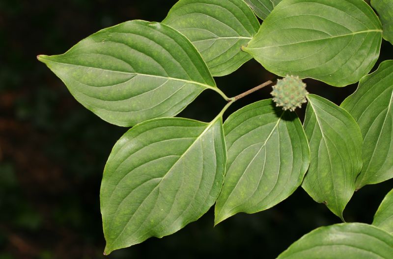Cornaceae Cornus kousa