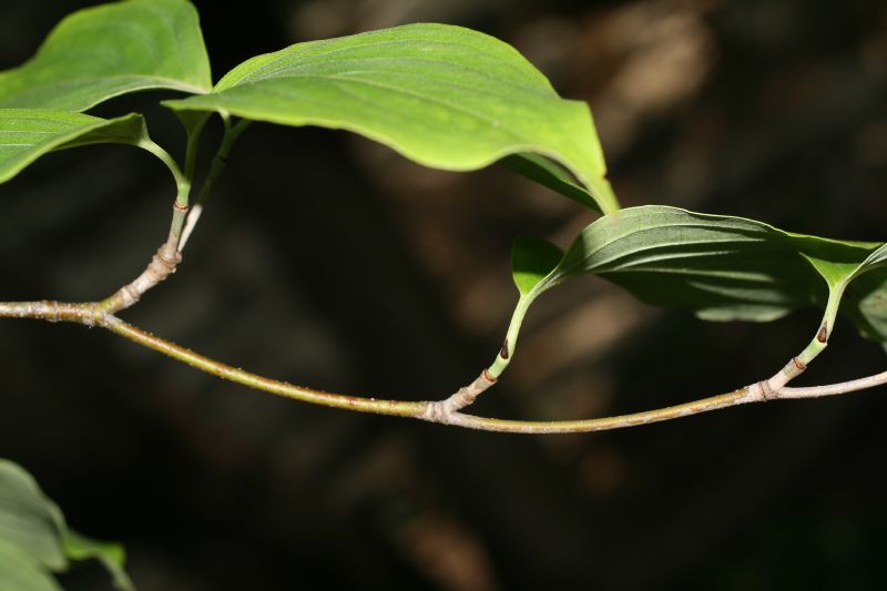 Cornaceae Cornus kousa