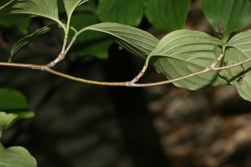 Cornaceae Cornus kousa