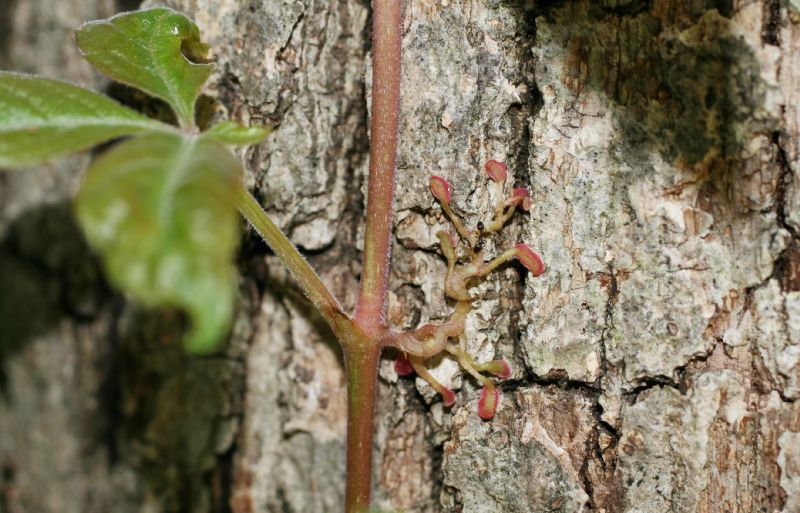 Vitaceae Parthenocissus quinquefolia