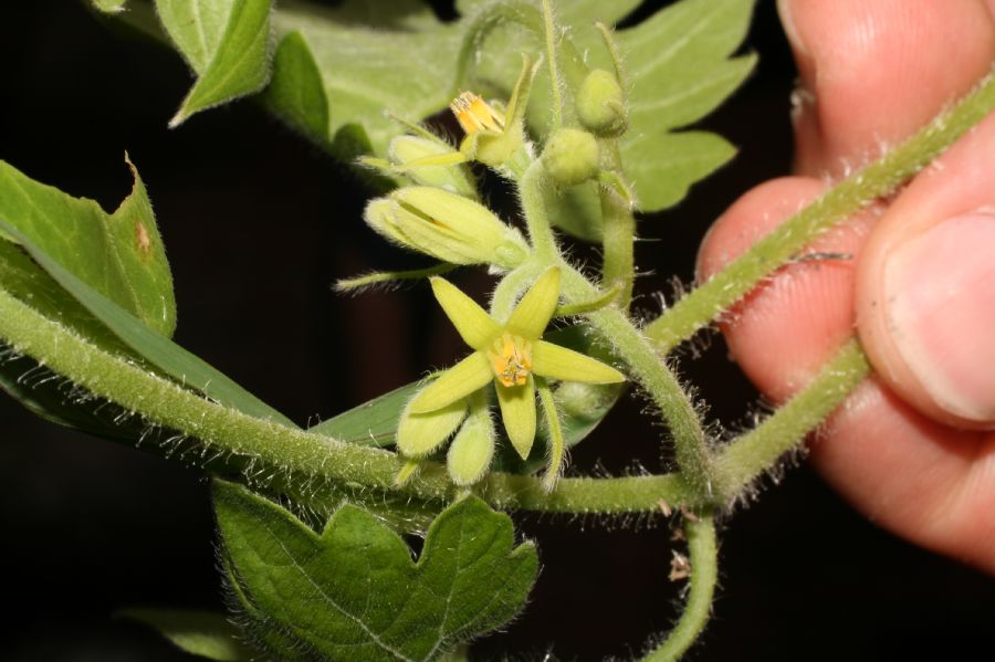 Loasaceae Gronovia scandens