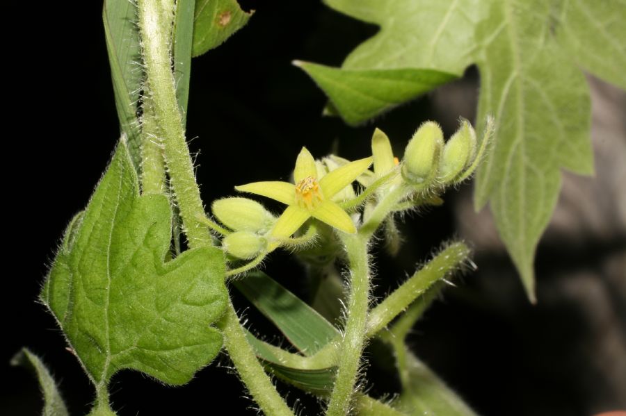 Loasaceae Gronovia scandens