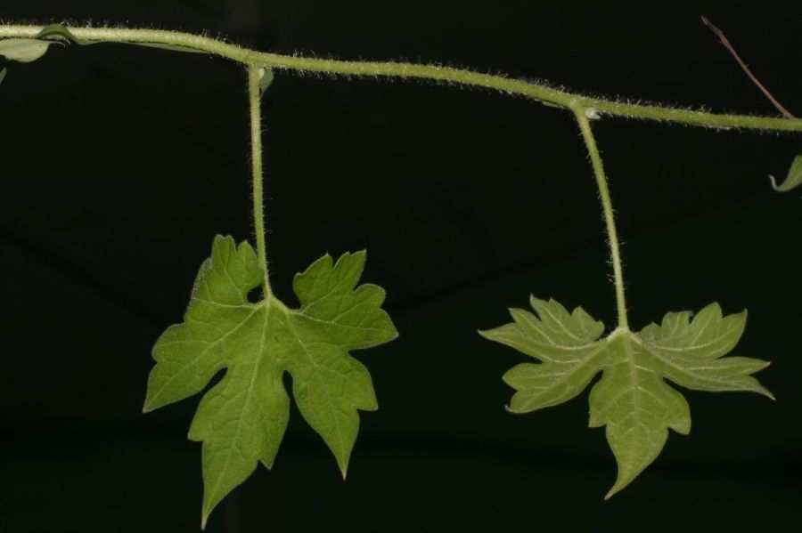 Loasaceae Gronovia scandens