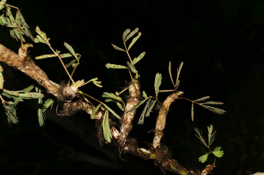 Fabaceae Neptunia plena