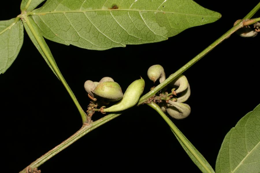 Sapindaceae Paullinia cururu