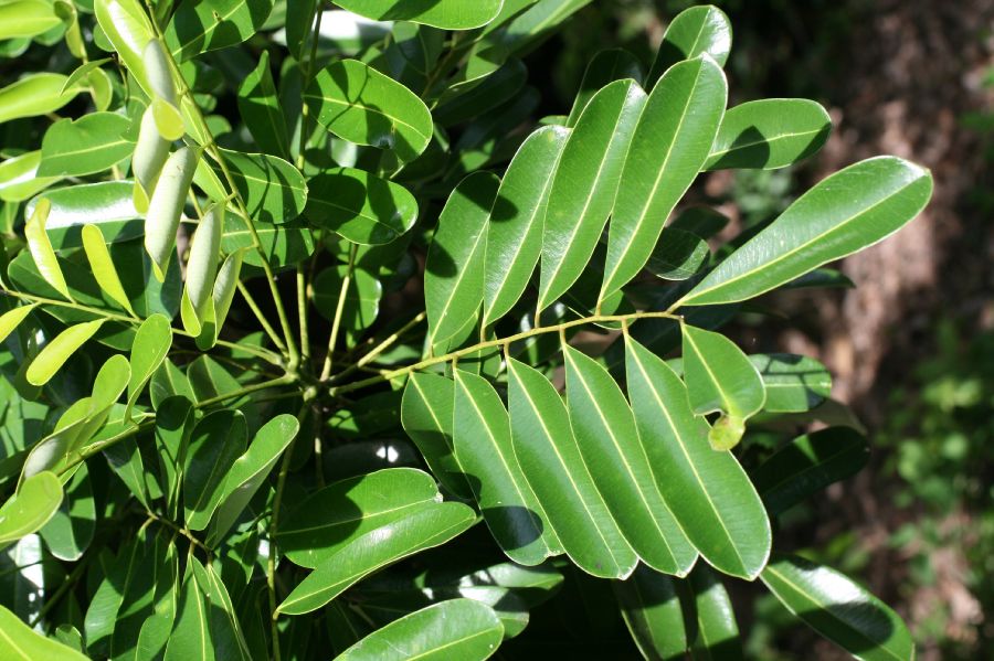 Simaroubaceae Simarouba glauca