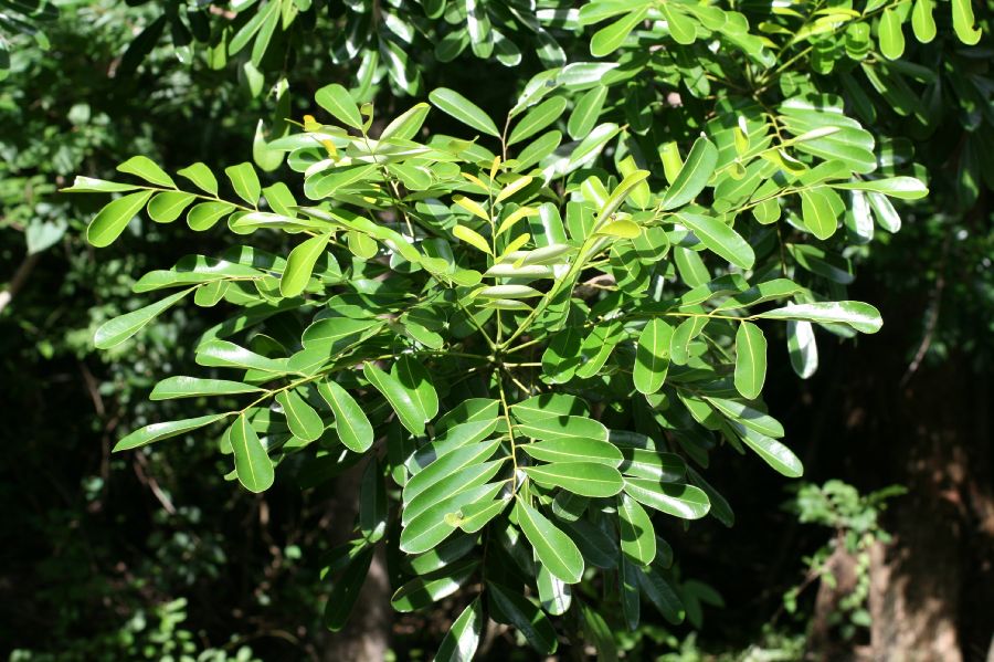 Simaroubaceae Simarouba glauca