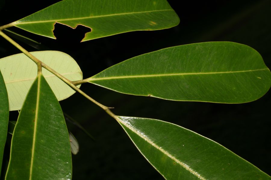 Simaroubaceae Simarouba glauca