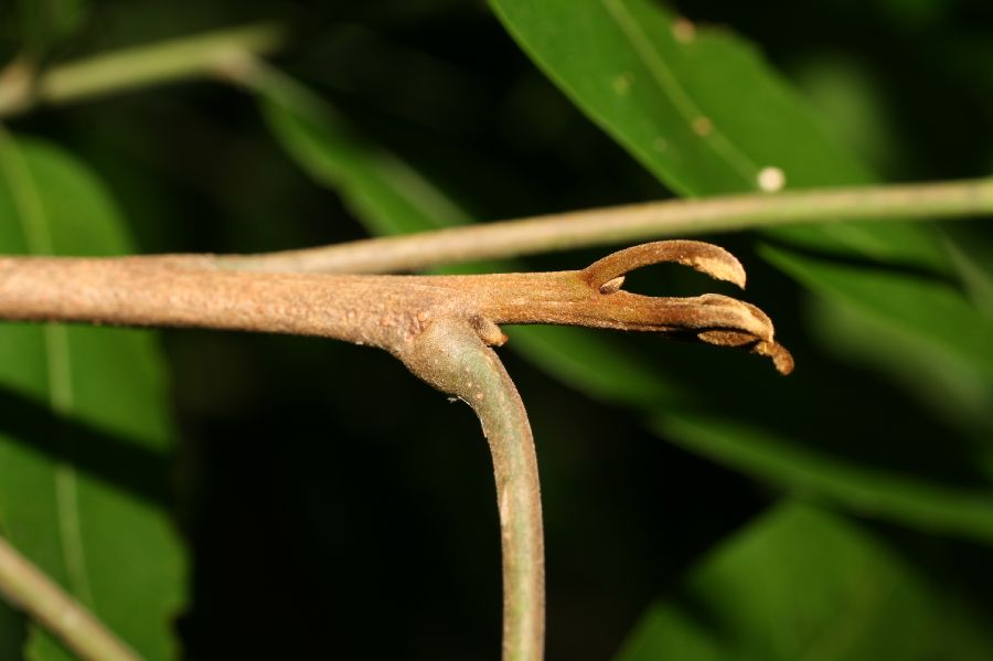 Sapindaceae Thouinidium decandrum