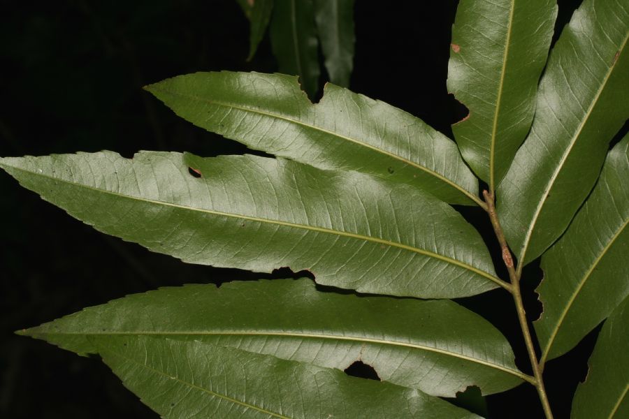 Sapindaceae Thouinidium decandrum