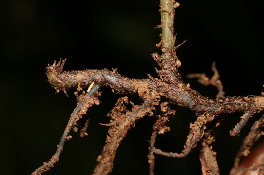 Dryopteridaceae Mickelia nictotianifolia