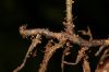 image of Mickelia nictotianifolia