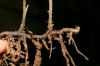 image of Mickelia nictotianifolia