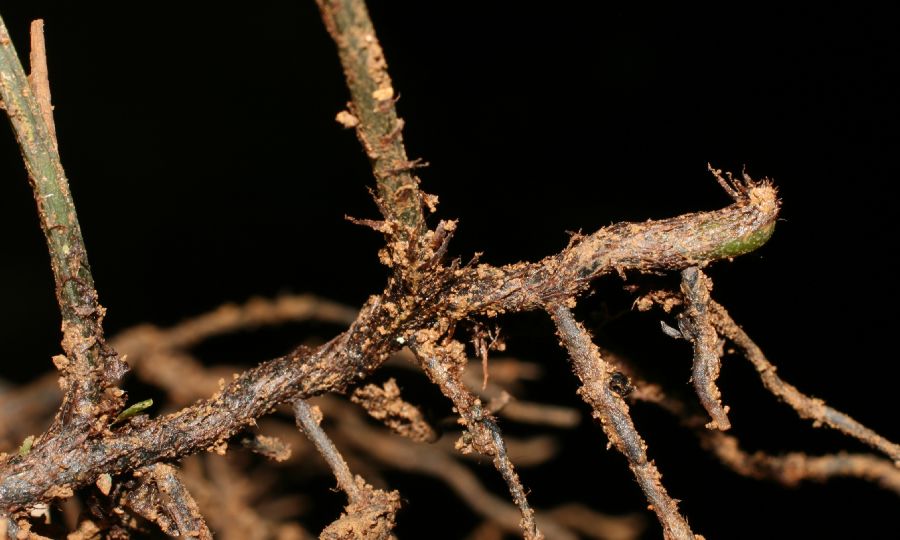 Dryopteridaceae Mickelia nictotianifolia