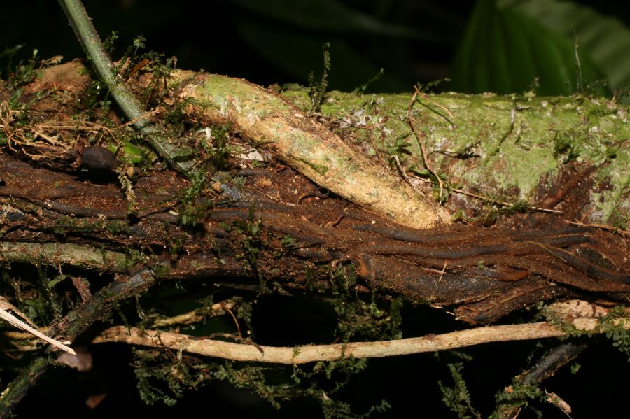 Dryopteridaceae Mickelia nictotianifolia