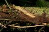 image of Mickelia nictotianifolia