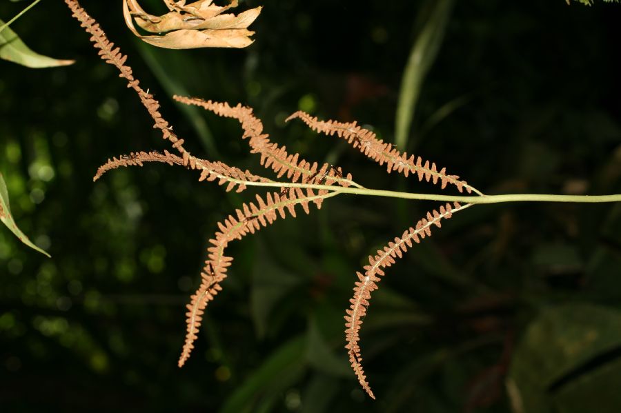 Dryopteridaceae Olfersia cervina